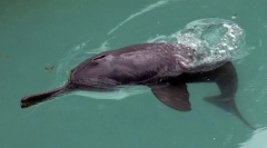 Китайський дельфін